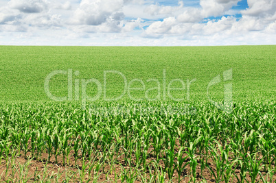 corn field with the young shoots