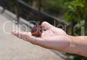 Man hand holding a wild fig