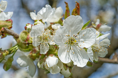 kirschblüten und blauer himmel