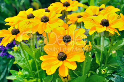 background of yellow daisies