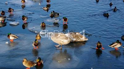 Enten und Schwaene im Winter