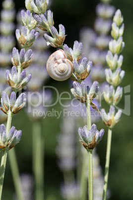 Schnecke im Lavendel