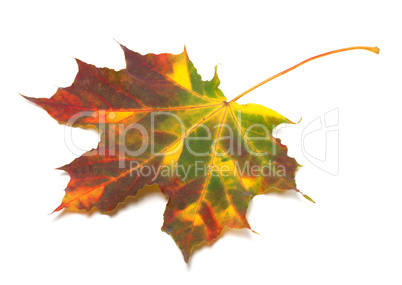 Multicolor autumnal maple-leaf
