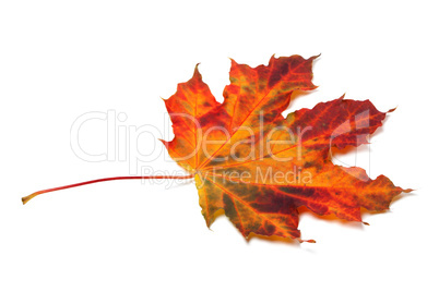 Autumn maple-leaf