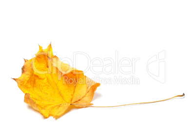 Autumn yellowed maple leaf