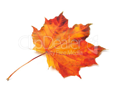 Orange autumn maple-leaf