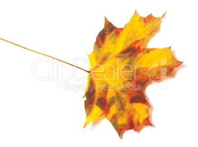Autumn maple-leaf