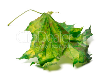 Yellowed maple-leaf