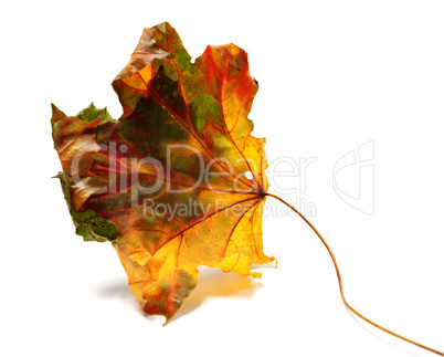 Dry autumn maple-leaf