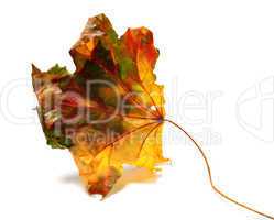 Dry autumn maple-leaf