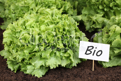 Bio Salat im Gemüse Garten