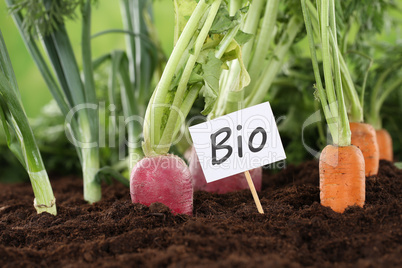 Gesunde Ernährung Bio Gemüse im Garten