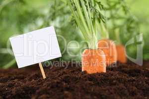 Frische Karotten im Gemüse Garten mit leerem Schild