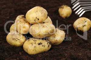 Kartoffel Ernte auf dem Feld