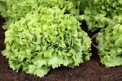 Salat im Gemüse Garten oder Feld