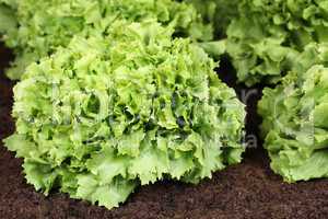 Salat im Gemüse Garten oder Feld