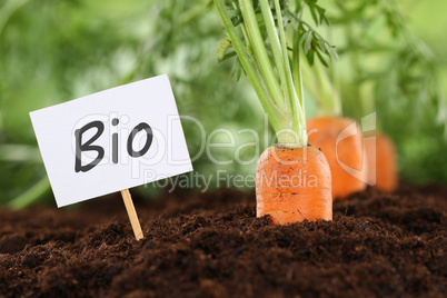Bio Karotten im Gemüse Garten