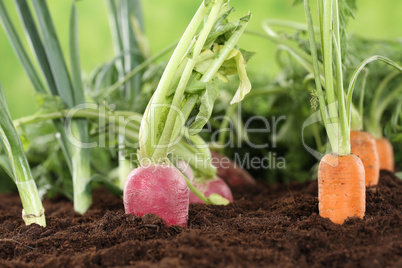 Gesunde Ernährung frisches Gemüse im Garten