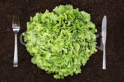 Gesunde Ernährung Salat im Gemüse Garten