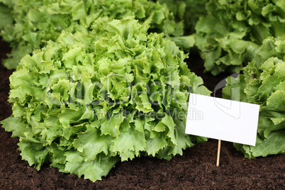 Salat im Gemüse Garten mit Schild und Textfreiraum