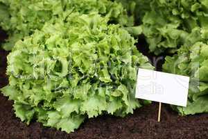 Salat im Gemüse Garten mit Schild und Textfreiraum