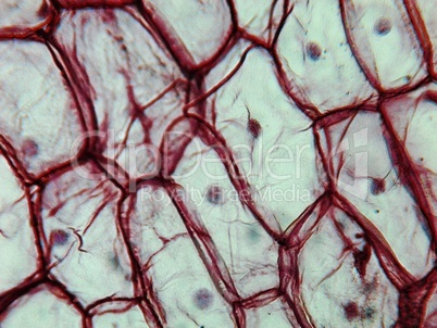 Onion epidermus micrograph