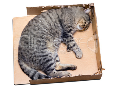 cat sleeping in a cardboard box