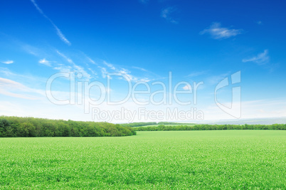 Beautiful flowering fields