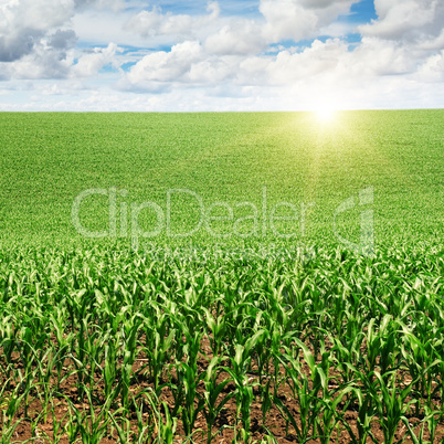 sunrise over the corn field