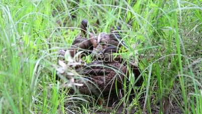 wild duck hiding in the grass