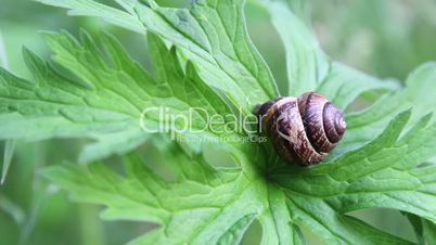 Snail crawls out of seashells