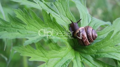 Snail crawling on a green leaf