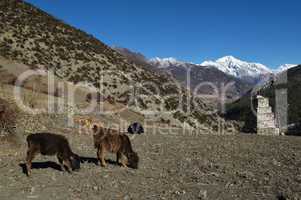 Grazing calves near Manang