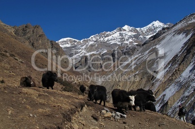 Herd of yaks on the way to Thorung La Pass