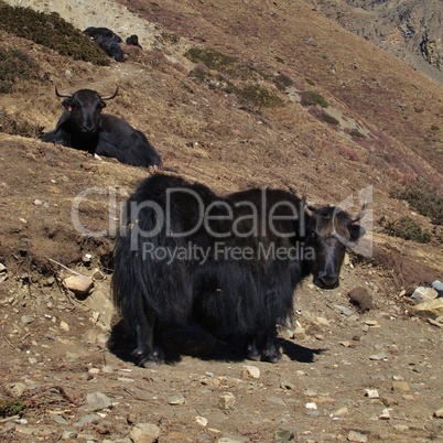 Two black yaks