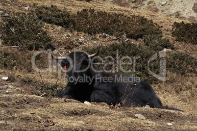Lying black yak
