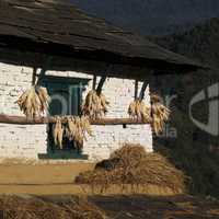 Drying corn and sleeping cat