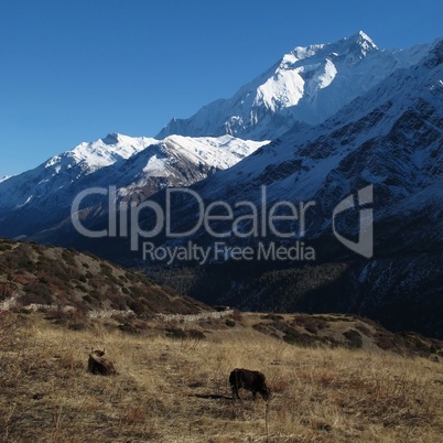 Grazing yaks in front of Annapurna Two