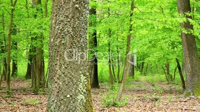 Beautiful, harmonious forest detail, with oak leaves