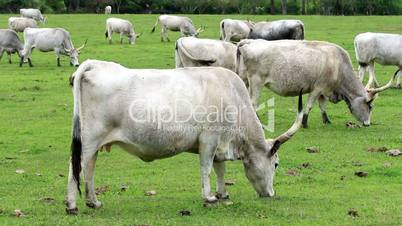 Beautiful hungarian grey cows in the field