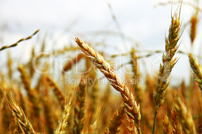 Golden ears on the summer field before harvest