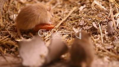 Rats eating a carrot