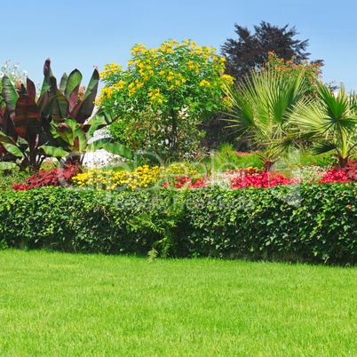 Blossoming flowerbeds in the park