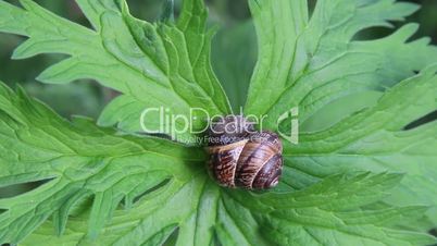 Snail crawls out of seashells