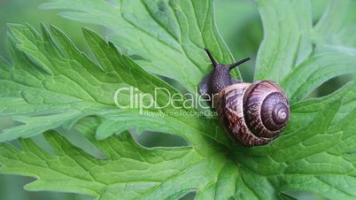 Snail crawling on a green leaf