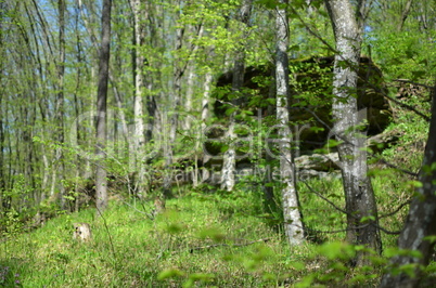 Green forest with trees and grass