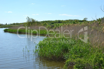 Rural lake with plants