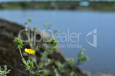 Flowers and grass in the forest