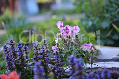 Flowers and grass in the forest