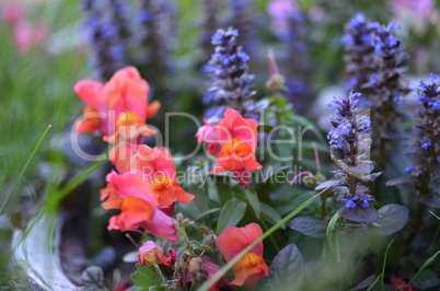 Flowers and grass in the forest